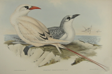 John Gould Birds of Australia